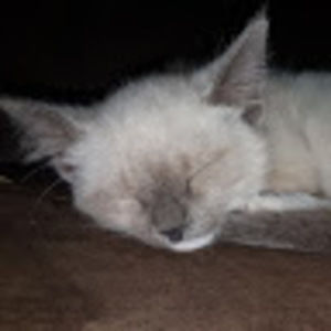 Meet your Posher, Isabella